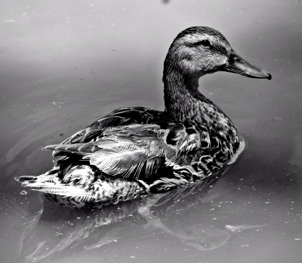 Duck on Still Water