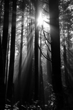 Sunbeams Through the Forest