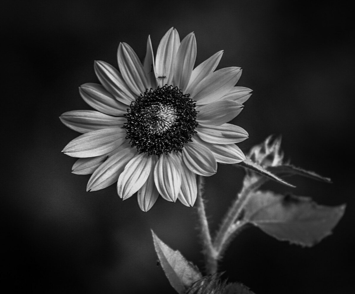 Sunflower at NC Museum of Art