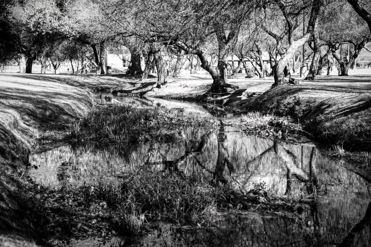 Desert Creek Reflection