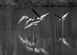 Canada Geese in Flight