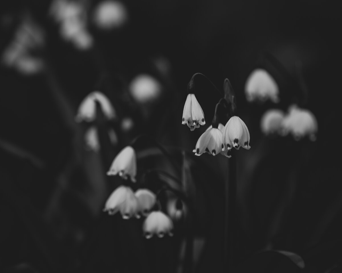 Snowdrops in Shadow