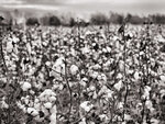 Cotton Field Before the Storm