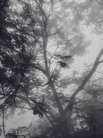 Fog Through the Canopy