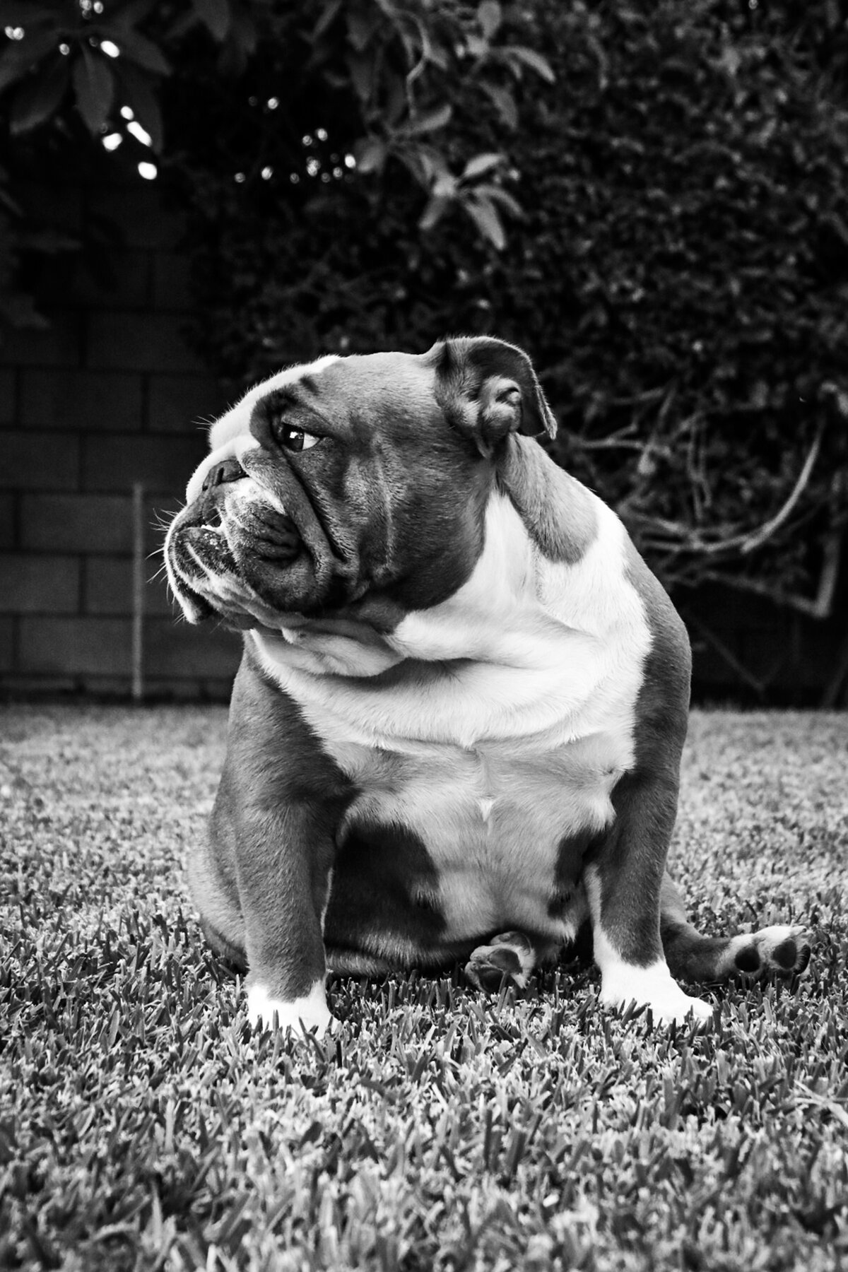 Bulldog in the Backyard