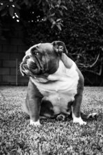 Bulldog in the Backyard
