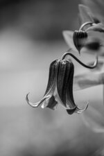 Hanging Seed Pod