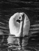 Swan's Reflection