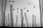 Crowded Sky