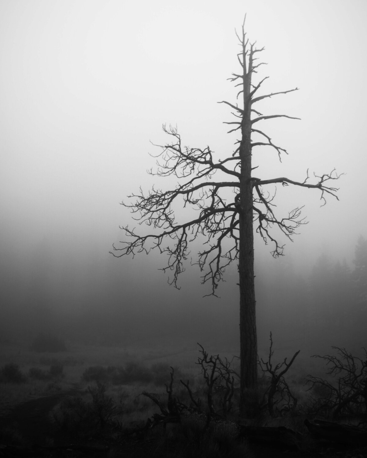 Solitary Dead Tree in the Fog