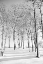 Dancing Snowy Trees