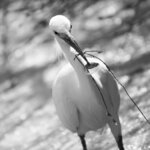 Egret's Catch