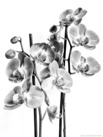 My Orchid