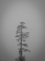 Single Moody Cypress Tree