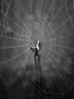 Dream weaver