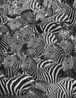 The odd one among Stripes