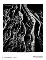 roots